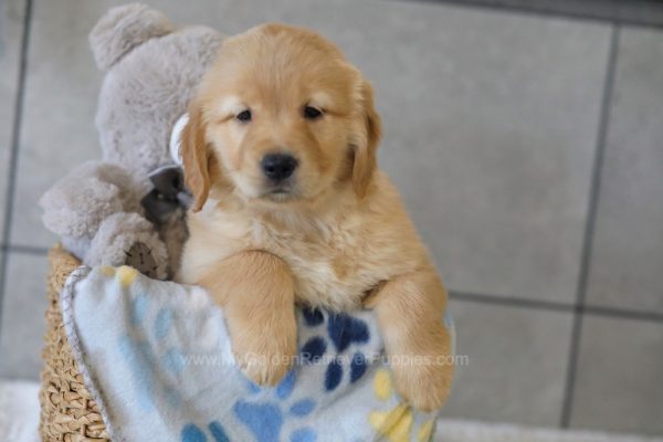 Image of Roxy, a Golden Retriever puppy