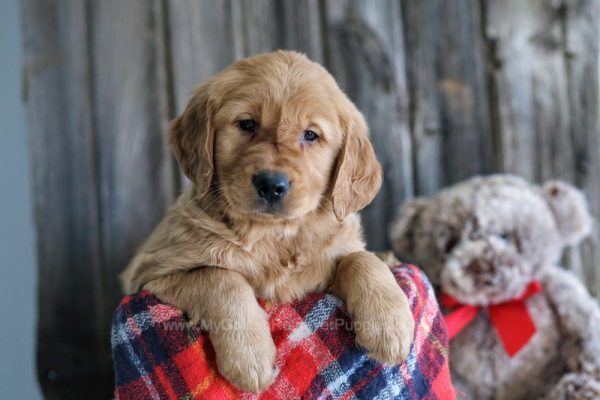 Image of T-bone, a Golden Retriever puppy