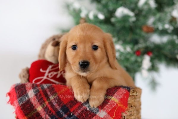 Image of Thelma, a Golden Retriever puppy