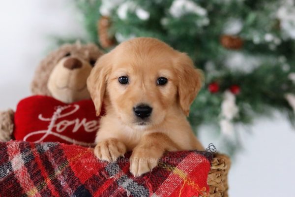 Image of Titus, a Golden Retriever puppy