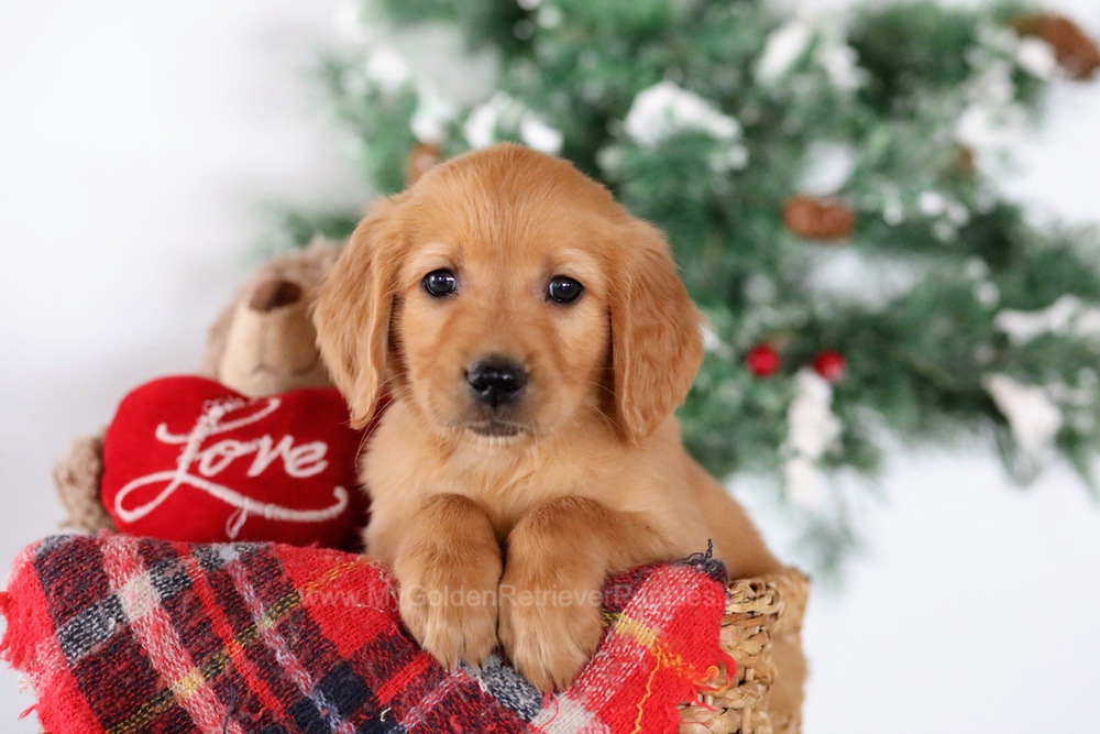 Tucker - My Golden Retriever Puppies