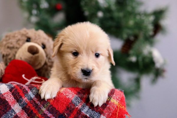 Image of Wanda, a Golden Retriever puppy