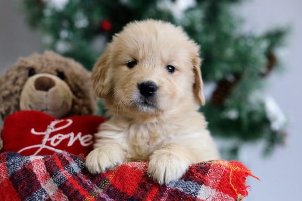 Image of Watson, a Golden Retriever puppy