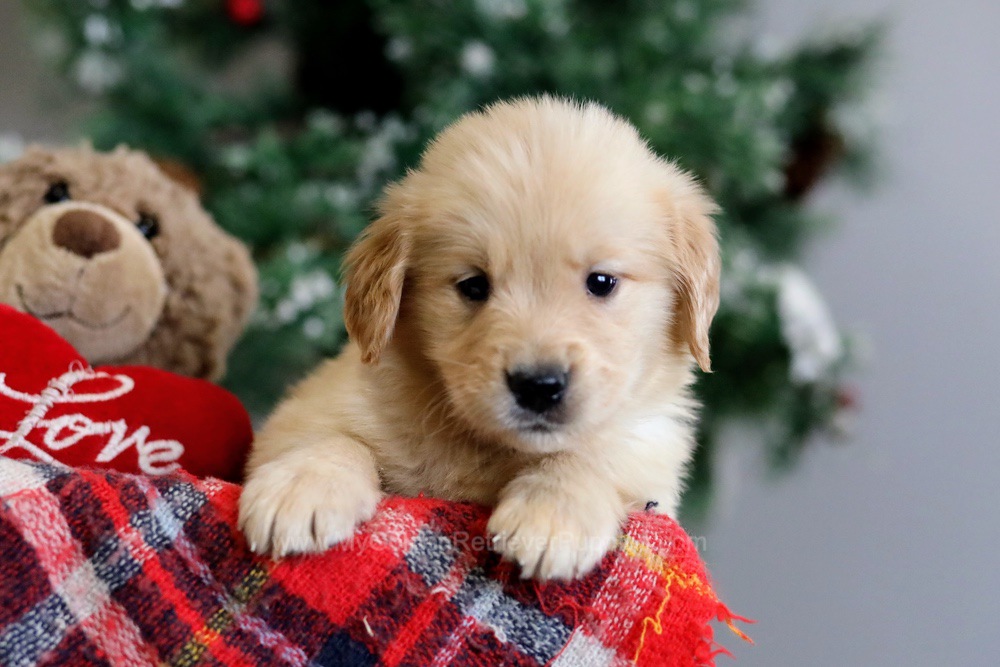 Wendy - My Golden Retriever Puppies