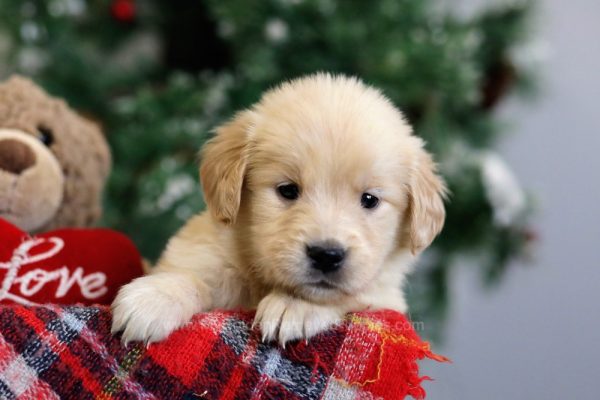 Wilma - My Golden Retriever Puppies