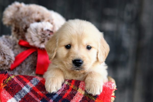 Image of Crew, a Golden Retriever puppy