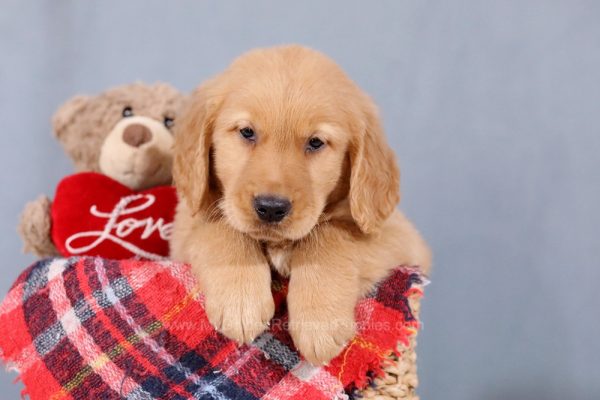 Image of Rambo, a Golden Retriever puppy