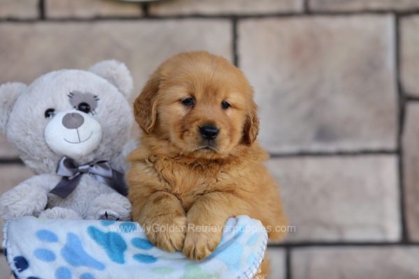 Image of Bella, a Golden Retriever puppy