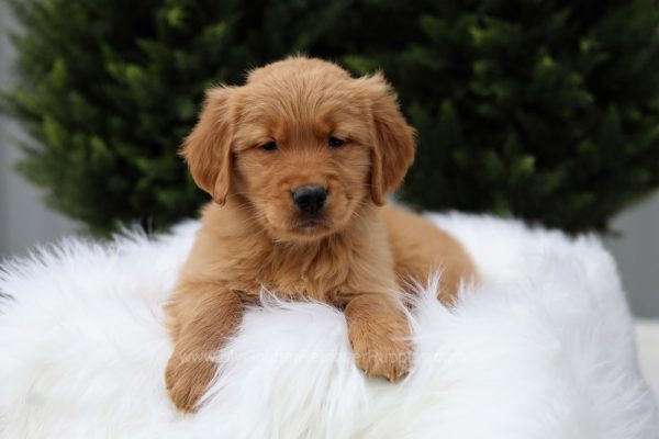 Image of Chaps, a Golden Retriever puppy