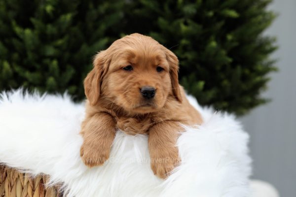 Image of Cooper, a Golden Retriever puppy