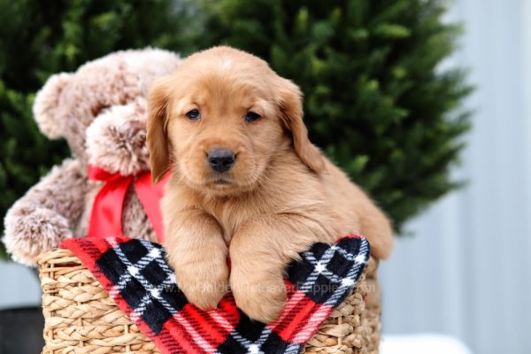 Image of Daisy Mae, a Golden Retriever puppy