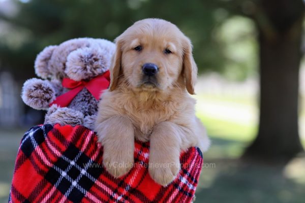 Image of Duke, a Golden Retriever puppy