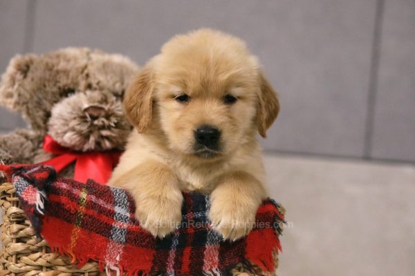 Image of Loki, a Golden Retriever puppy