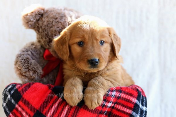 Image of Nina, a Golden Retriever puppy