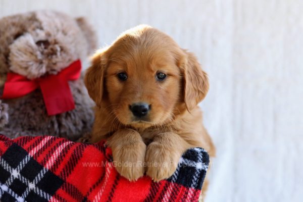 Image of Nova, a Golden Retriever puppy