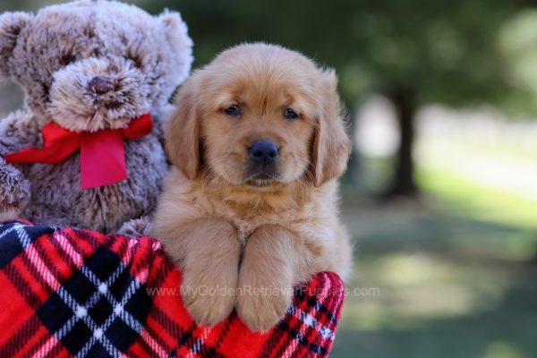 Image of Rambo, a Golden Retriever puppy