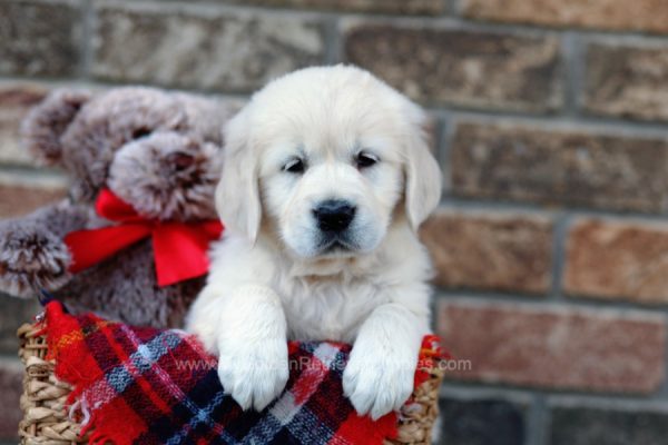 Image of River, a Golden Retriever puppy