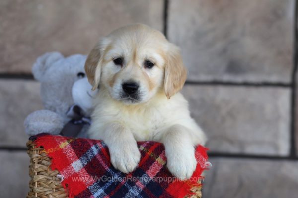 Image of Shadow, a Golden Retriever puppy