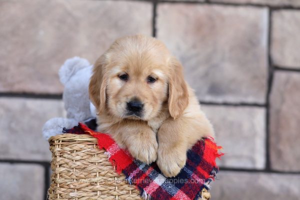 Image of Shawn, a Golden Retriever puppy