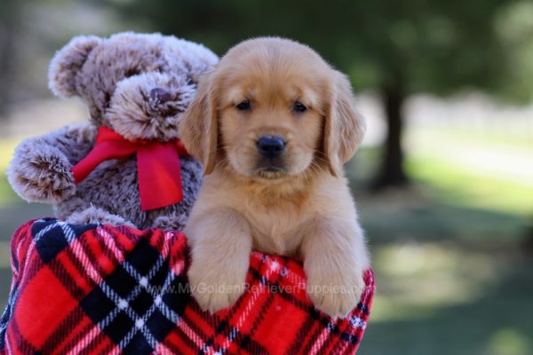 Image of Stanley, a Golden Retriever puppy