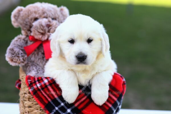 Image of Benji, a Golden Retriever puppy