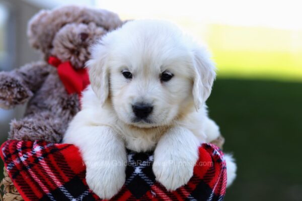 Image of Blaze, a Golden Retriever puppy