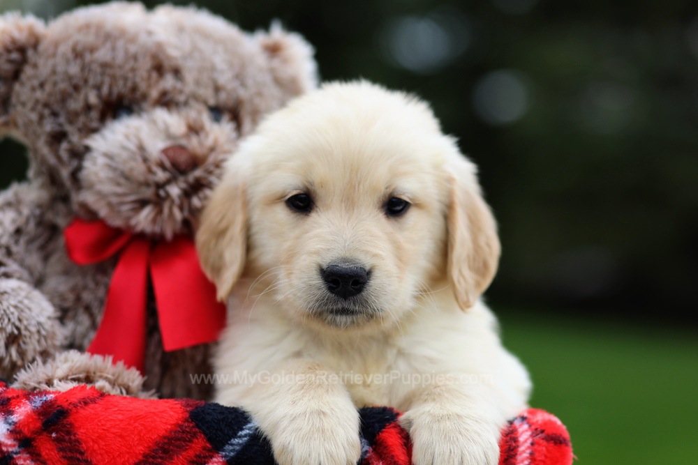 Chloe - My Golden Retriever Puppies