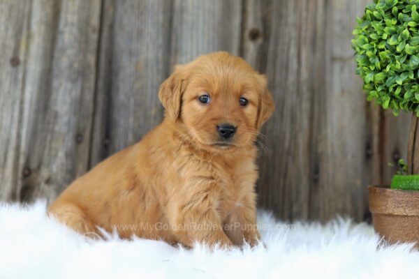 Image of Ellie, a Golden Retriever puppy