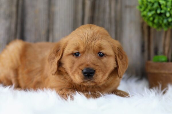 Image of Fern, a Golden Retriever puppy