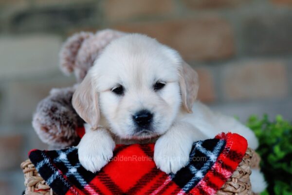 Image of Gemma, a Golden Retriever puppy