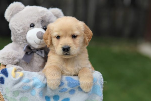 Image of Hayden, a Golden Retriever puppy