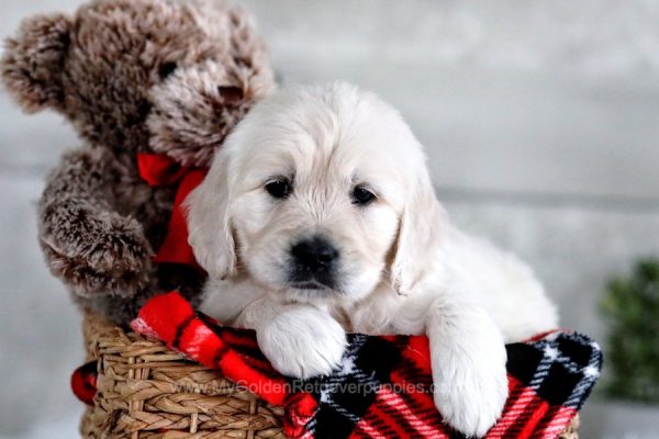 Image of Judy, a Golden Retriever puppy