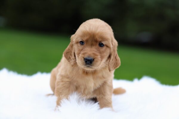 Image of Molly, a Golden Retriever puppy