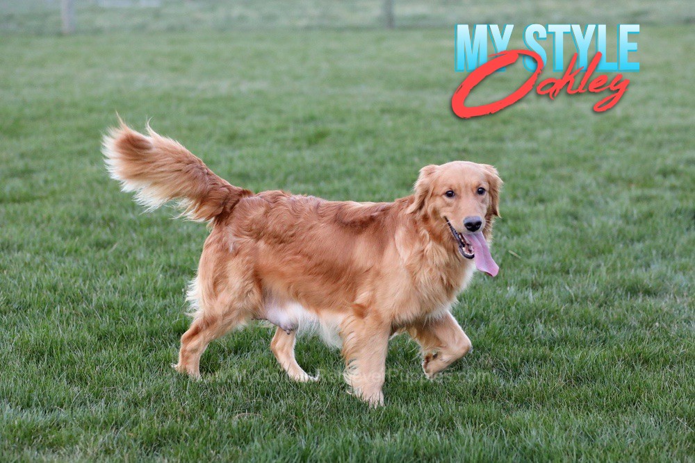 My Style Oakley - My Golden Retriever Puppies