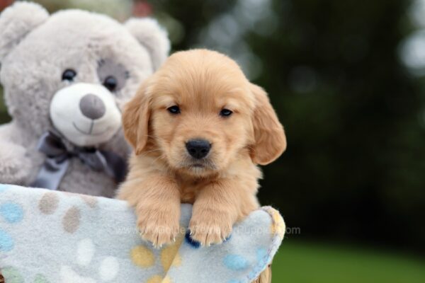 Image of Riley, a Golden Retriever puppy