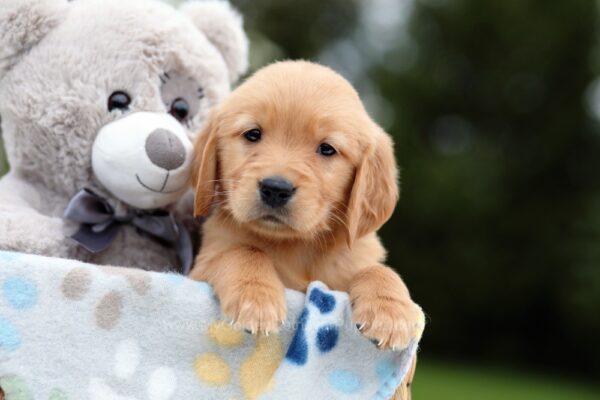 Image of Rita, a Golden Retriever puppy