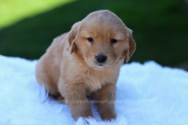 Image of Rocket, a Golden Retriever puppy