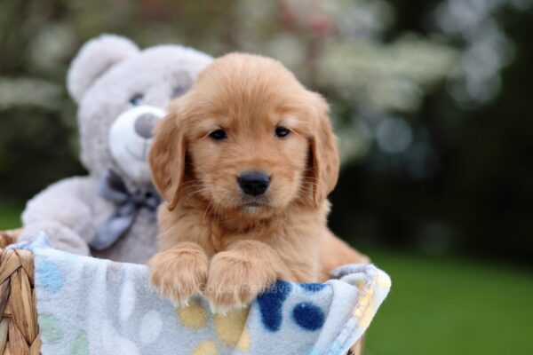 Image of Rocky, a Golden Retriever puppy