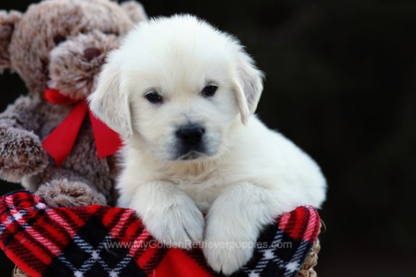 Image of Sidney, a Golden Retriever puppy