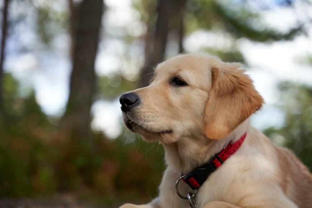 When do golden retrievers go sales into heat for the first time