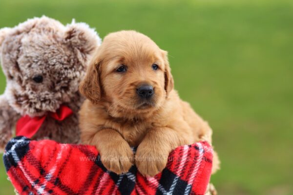 Image of Gunner, a Golden Retriever puppy