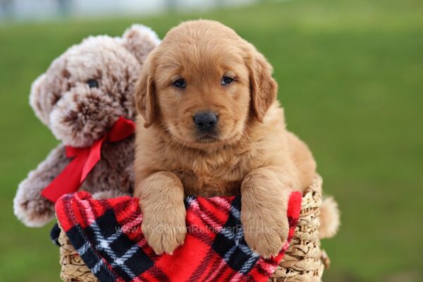 Image of Gus, a Golden Retriever puppy