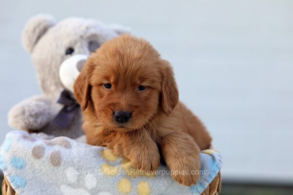 Image of Hilton, a Golden Retriever puppy