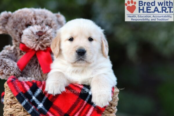 Image of Hunter, a Golden Retriever puppy