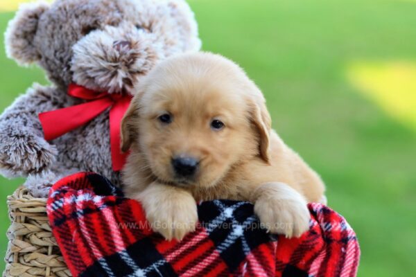 Image of Ice, a Golden Retriever puppy