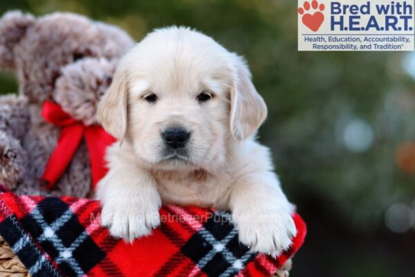 Image of Kody, a Golden Retriever puppy