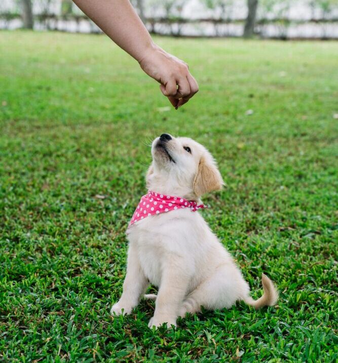 Golden retriever best sale puppy treats