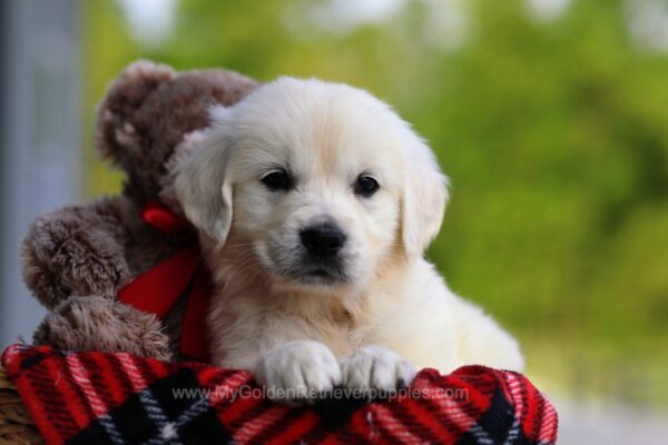 Image of Ruby, a Golden Retriever puppy