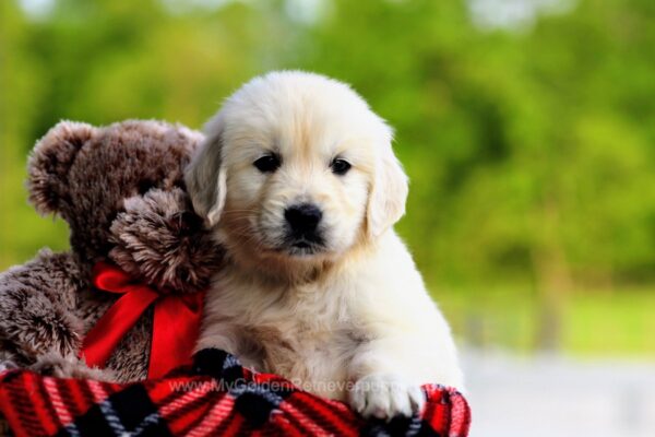 Image of Rusty, a Golden Retriever puppy