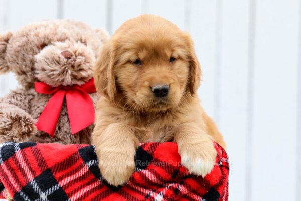 Image of Amelia, a Golden Retriever puppy